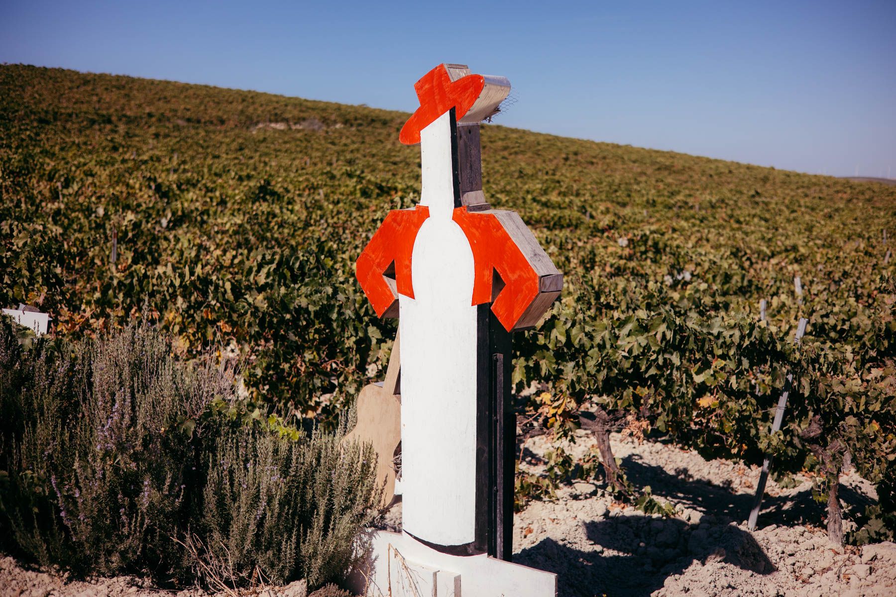Un Tío Pepe de González Byass en una viña del Marco de Jerez.