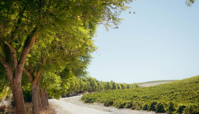 GONZALEZ BYASS MEDIO AMBIENTE 45