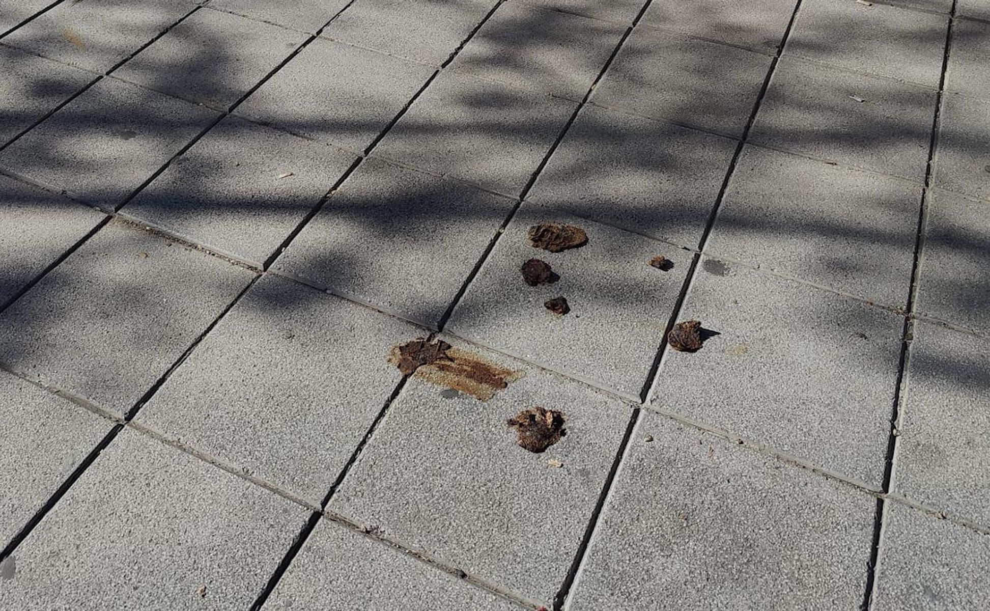 Excrementos de perros.