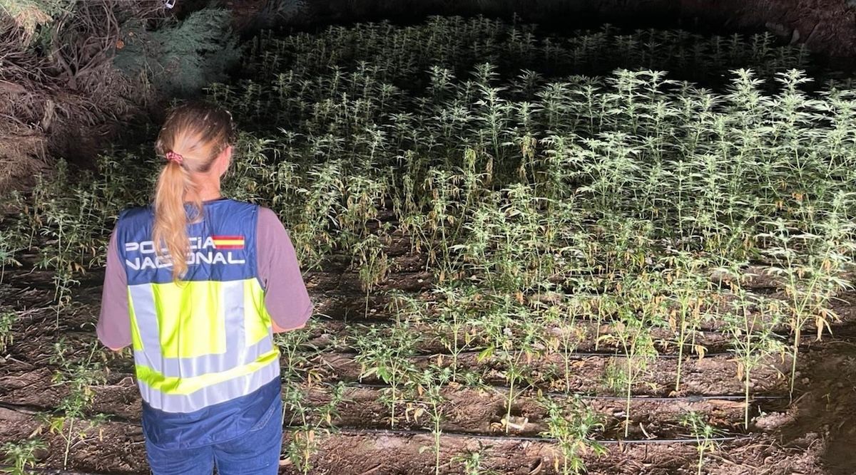 El "bosque de marihuana" descubierto en Almería.