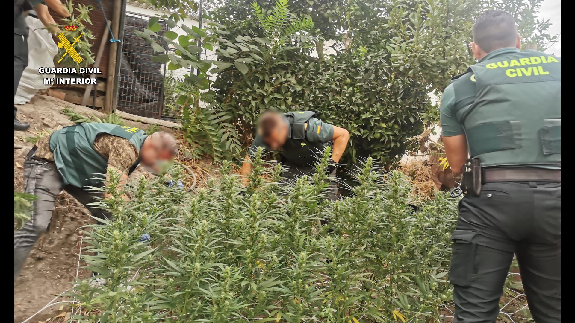 Guardias civiles en la huerta de San José del Valle, repleta de plantas muy crecidas de cannabis.