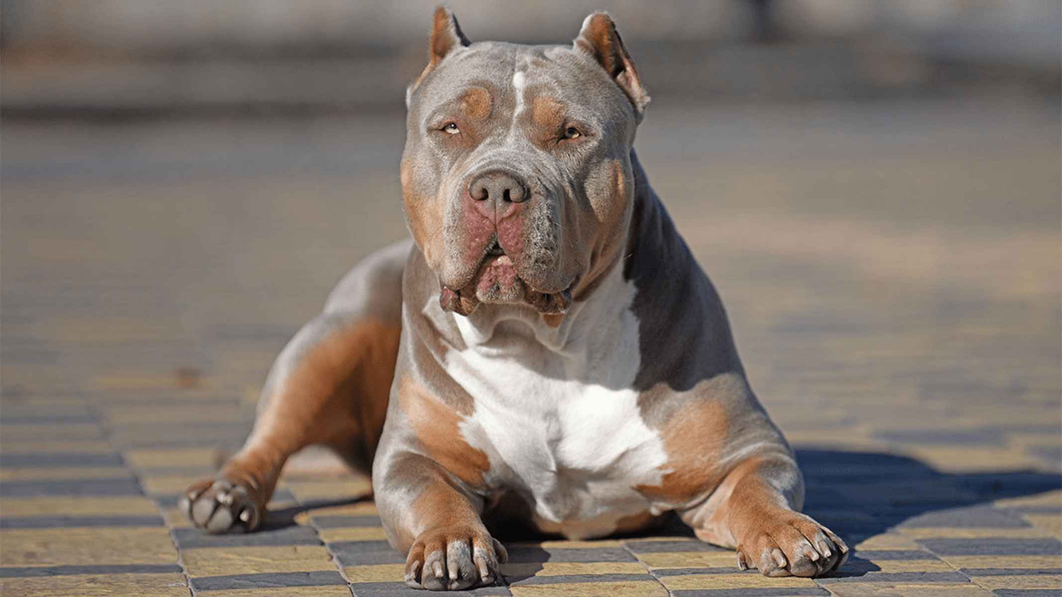 Una imagen de archivo de un american bully XL.