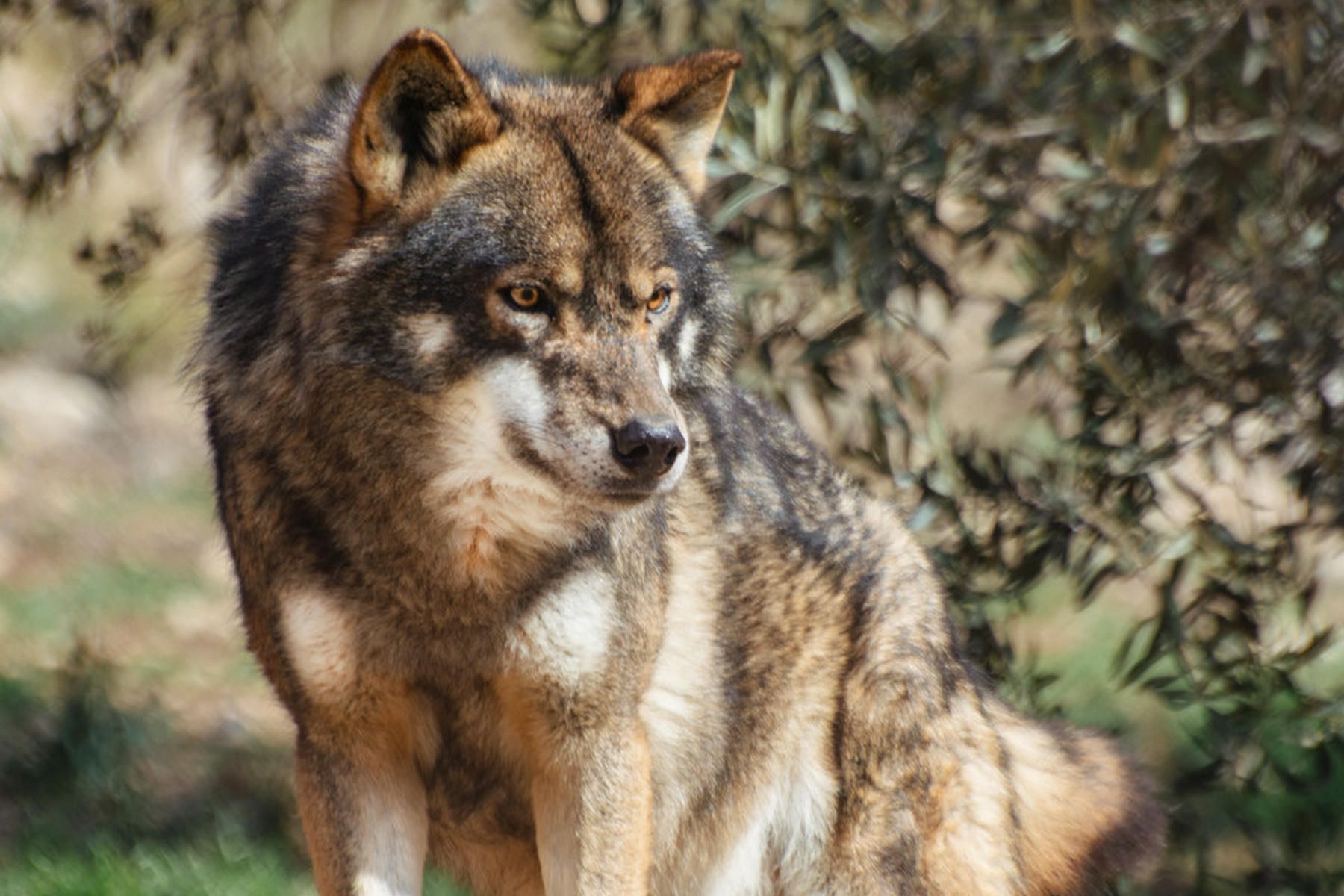 Un lobo ibérico, en una imagen de Francisco Javier Carmona Villegas, para CSIC Doñana. Un lobo ibérico, en una imagen de Francisco Javier Carmona Villegas, para CSIC Doñana.