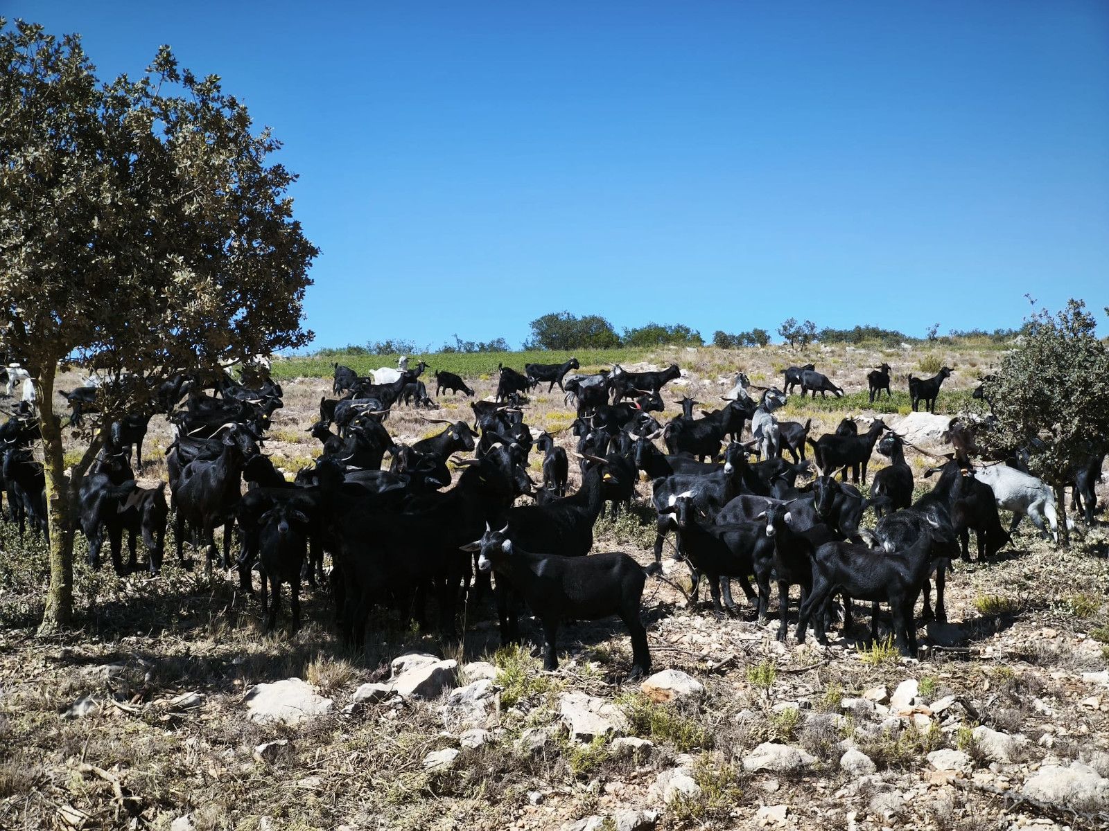 Cabras en un monte de la provincia de Valencia.