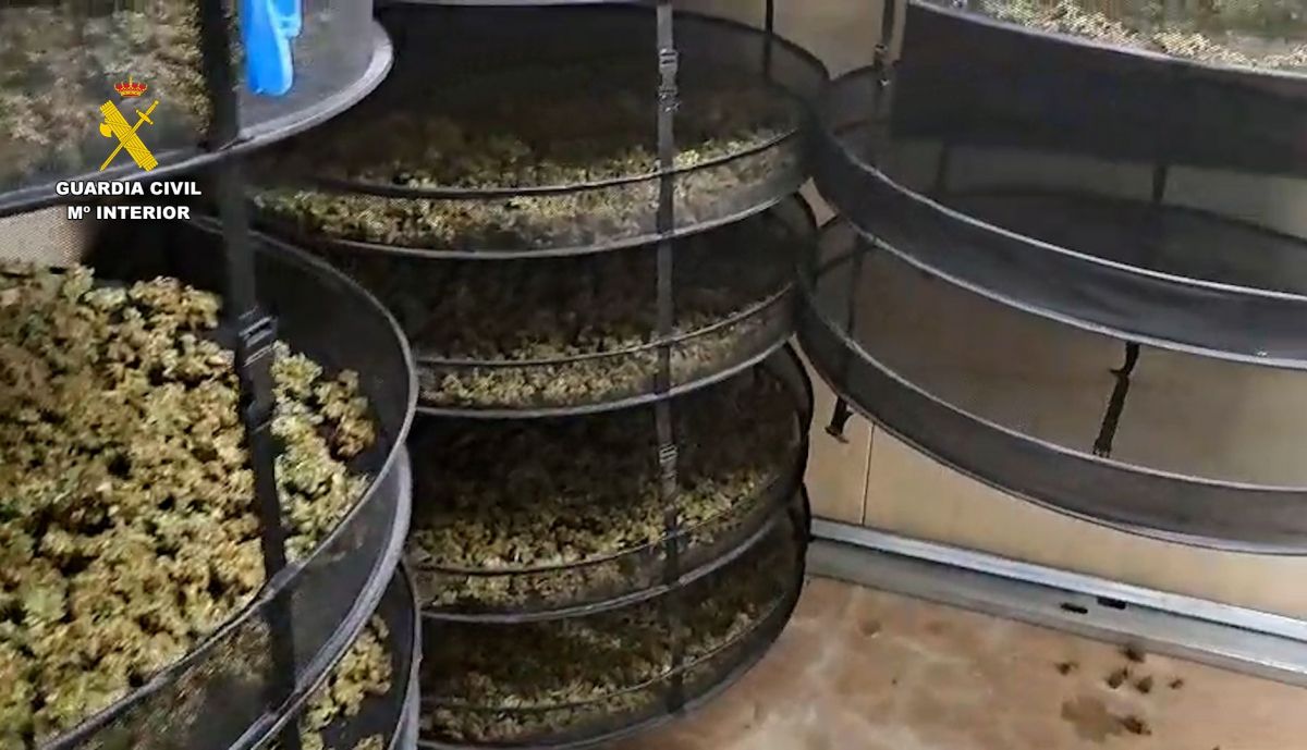 Plantación subterránea hallada en Sanlúcar.