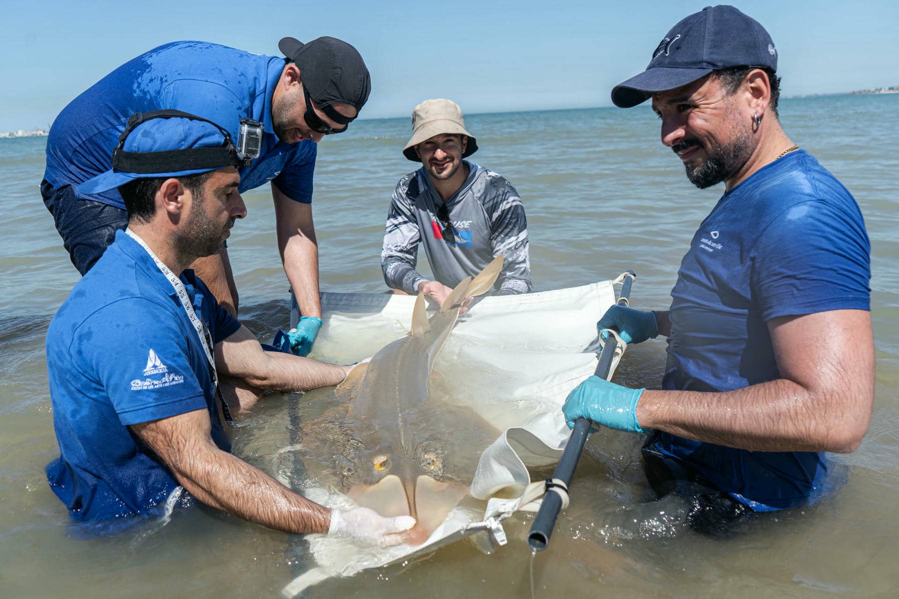 Unas personas sujetan un pez guitarra. Unas personas sujetan un pez guitarra.
