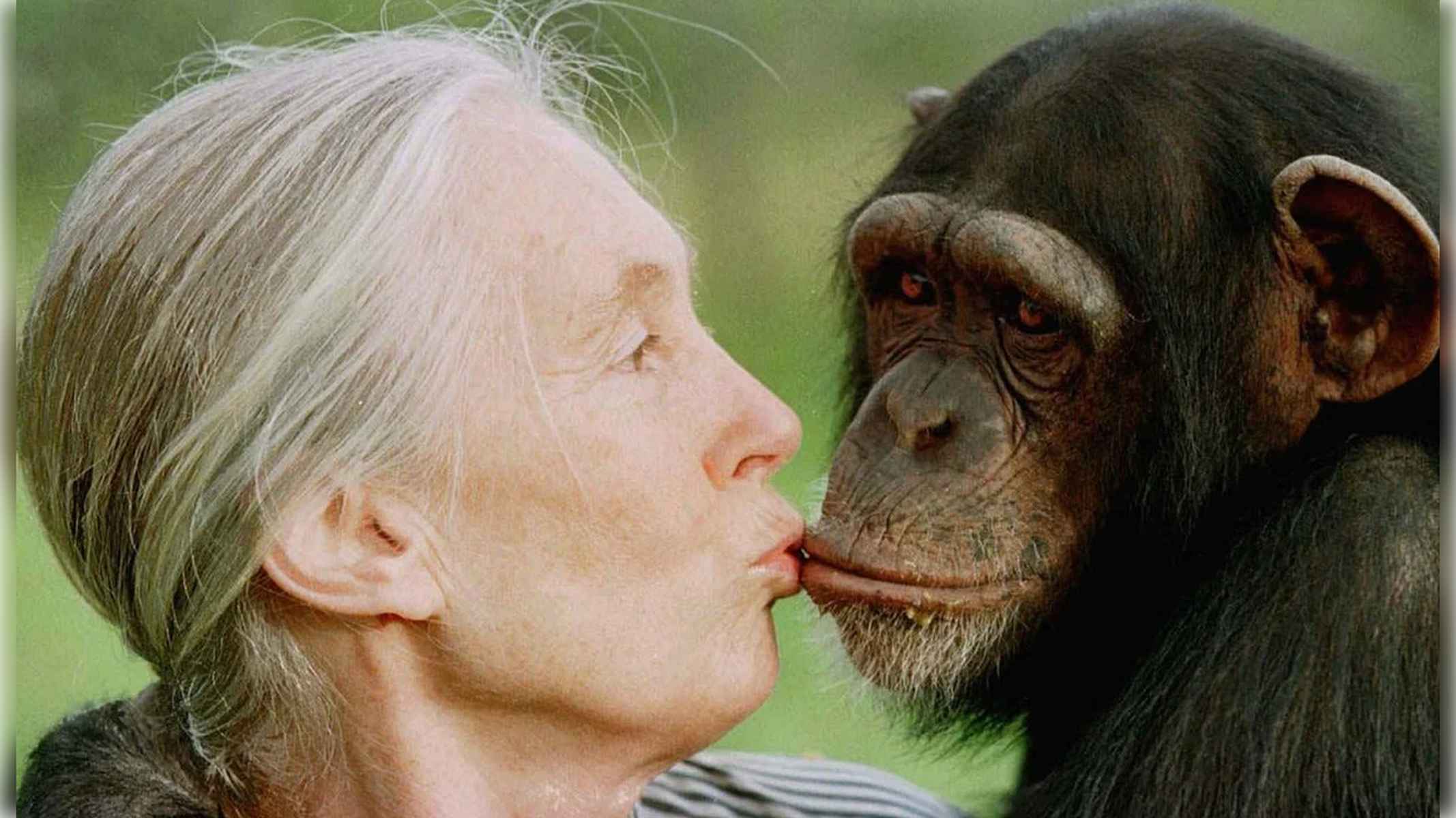 Jane Goodall, junto a un chimpancé.