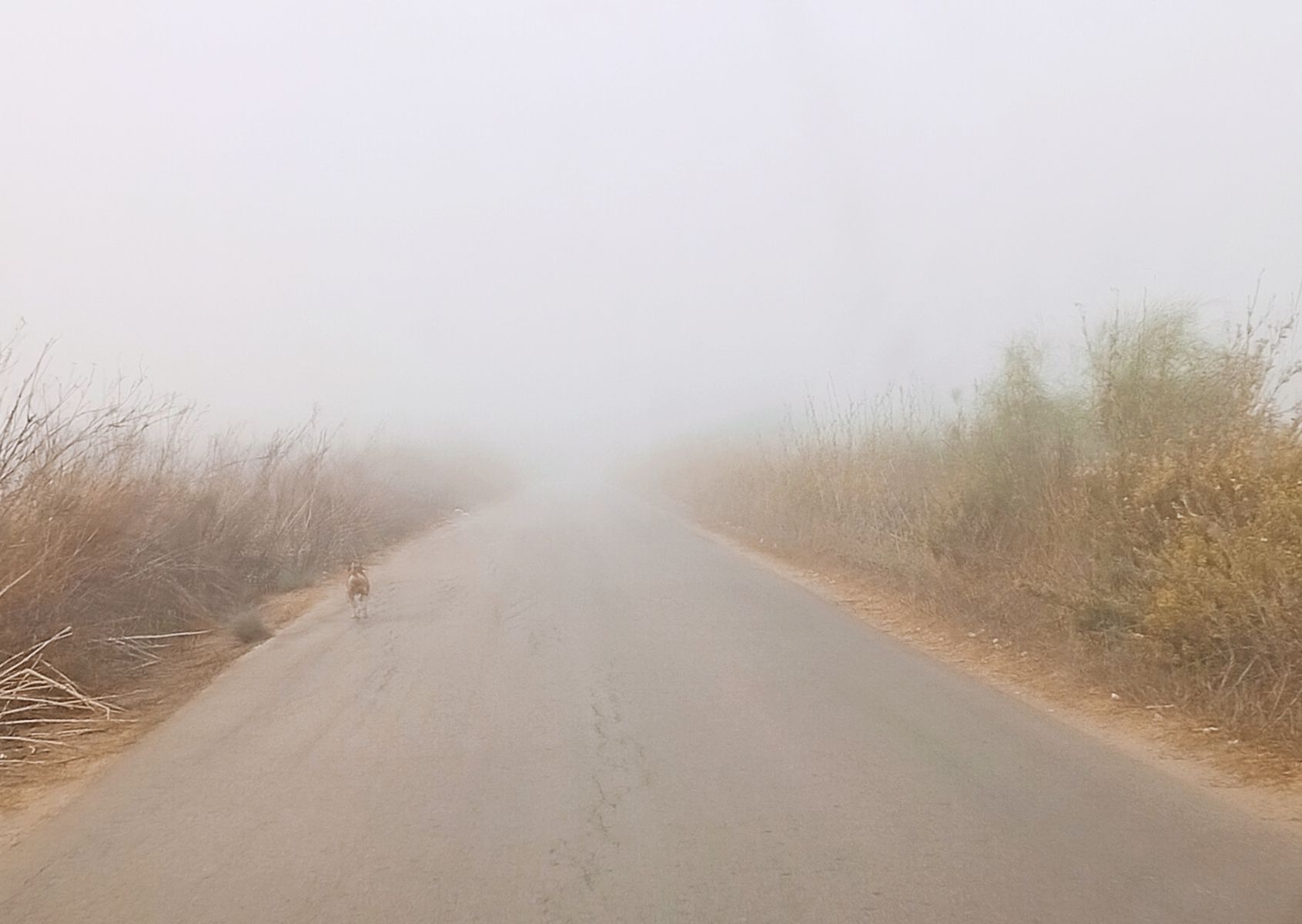 Un camino con niebla.