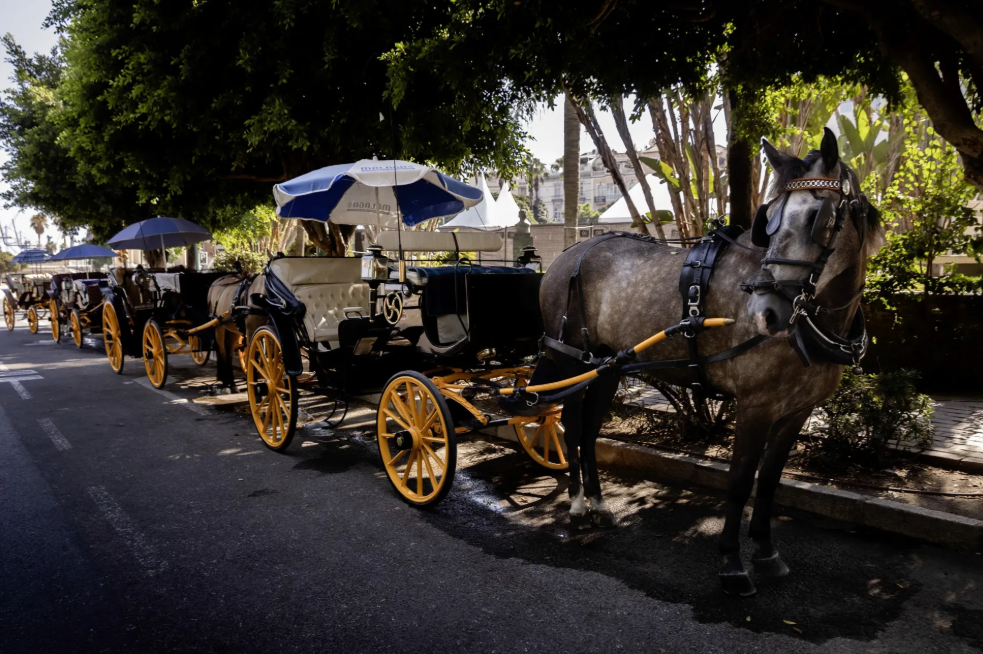 Coche de caballo en Málaga. Coche de caballo en Málaga.