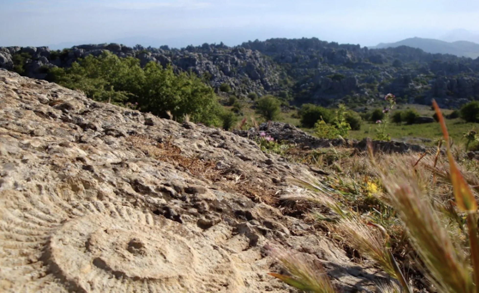Un Ammonite, en la ruta con el mismo nombre de El Torcal.