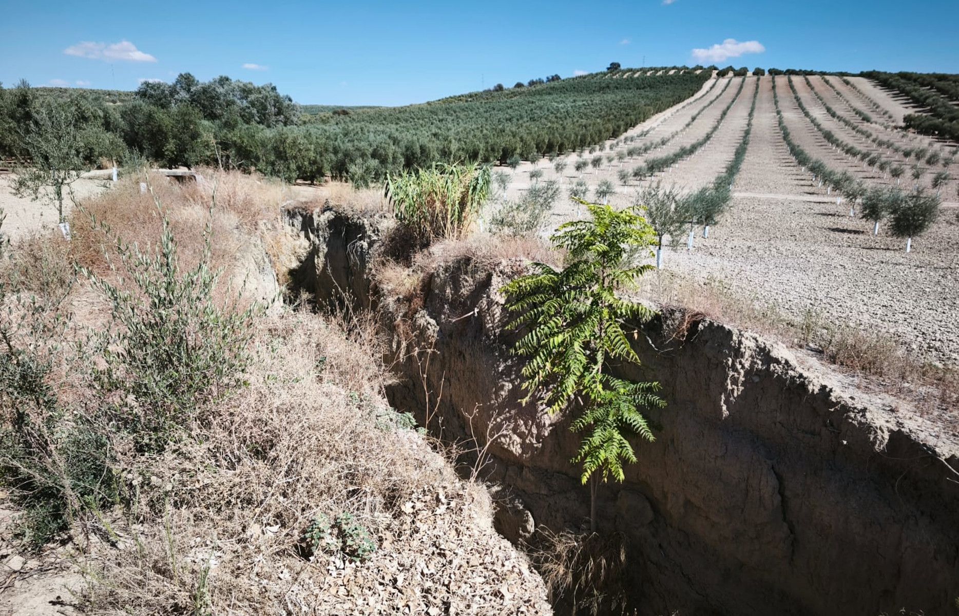 La campiña cordobesa en La Rambla hace 10 días.