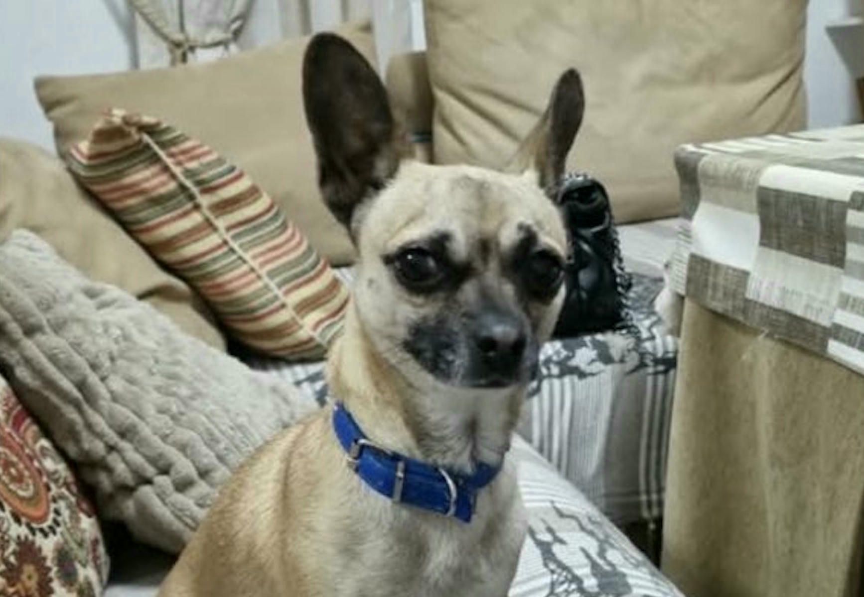 Chihuahua perdido en Jerez.