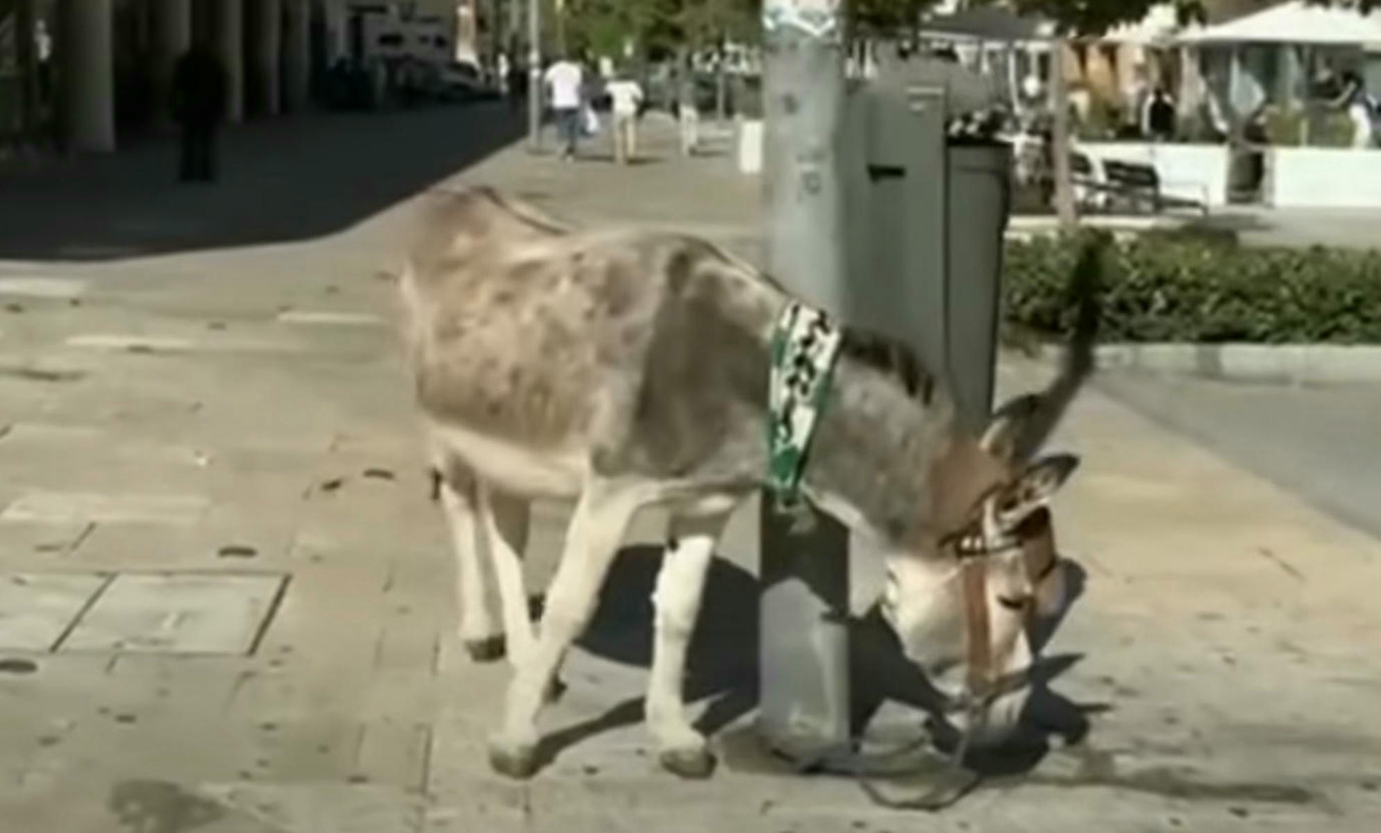 Burro con una bufanda del Betis visto en Huelva.