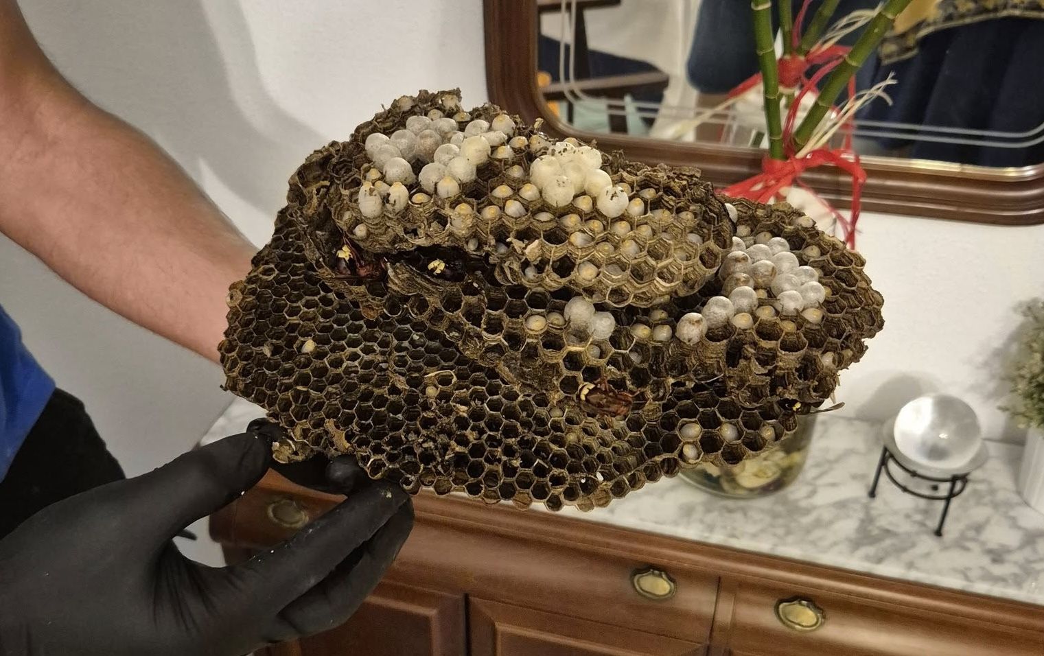 El avispero de avispa asiática encontrada en un piso de La Granja, en Jerez.