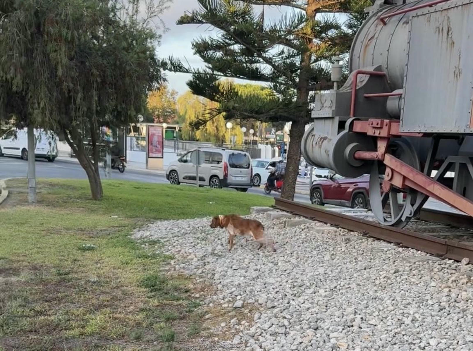 Un momento de la presencia del animal en la zona.