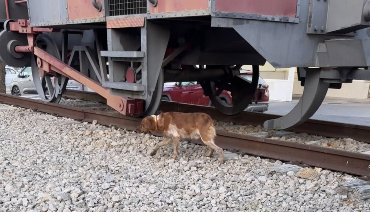 El animal, en una imagen de la asociación.