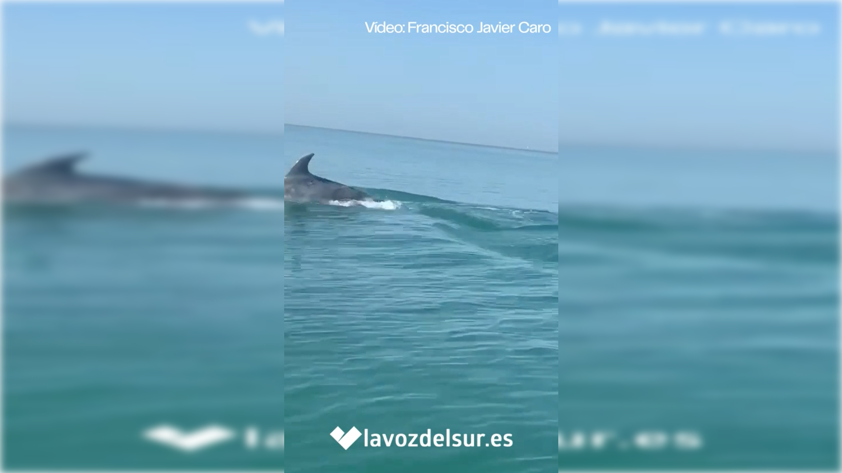 Delfines en Valdelagrana.
