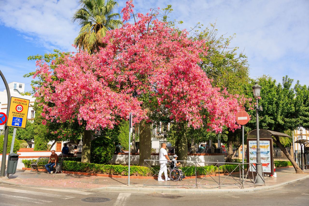 Uno de los 'palos borrachos' que hay repartidos por Jerez.