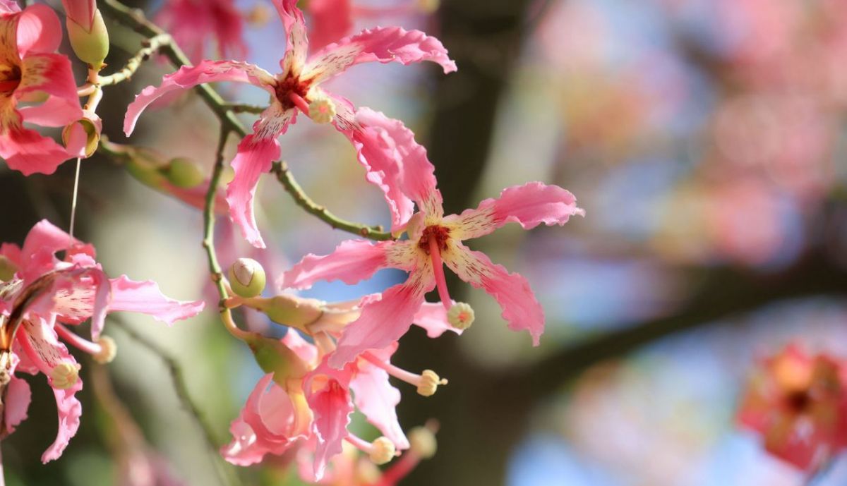 palos borrachos jerez JUAN CARLOS TORO 1