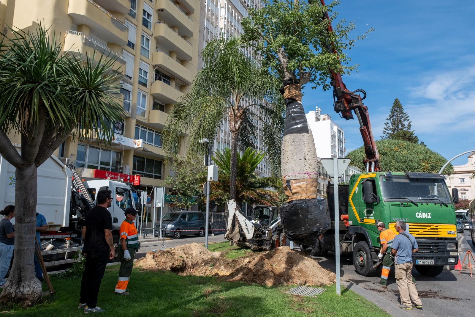 Plantación del nuevo árbol en los jardines de Canalejas este miércoles.