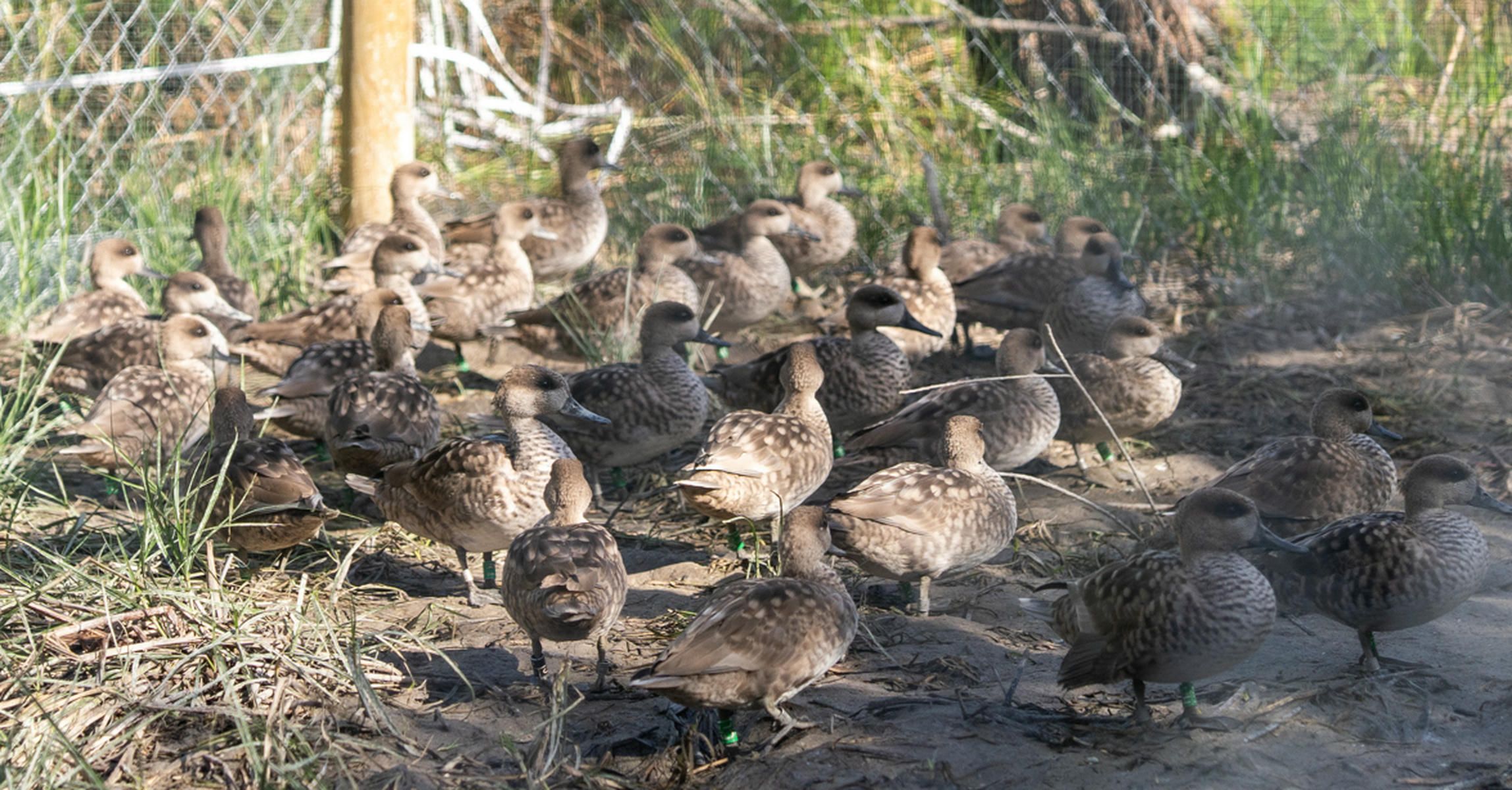 Treinta cercetas pardillas criadas en el Zoo de Jerez han sido liberadas en San Gaspar.
