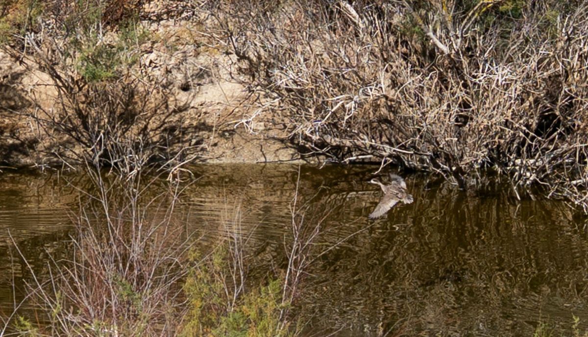Liberación Cerceta Pardilla en Cantera Jerez  2