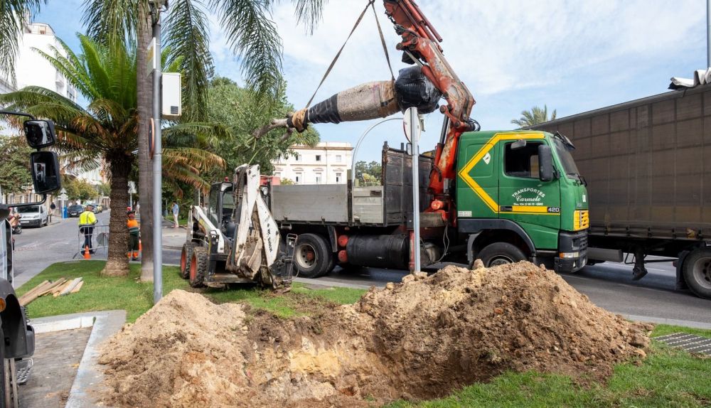 plantacion arbol canalejas uno