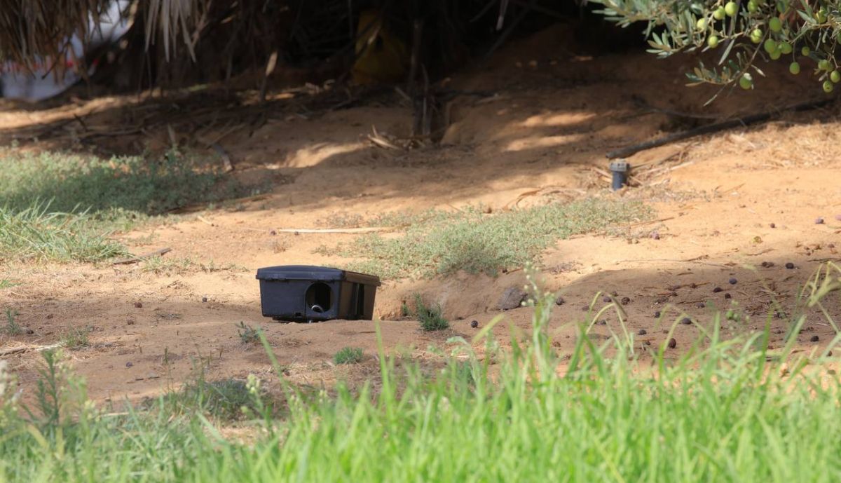 Trampas en Cuatro Caminos.