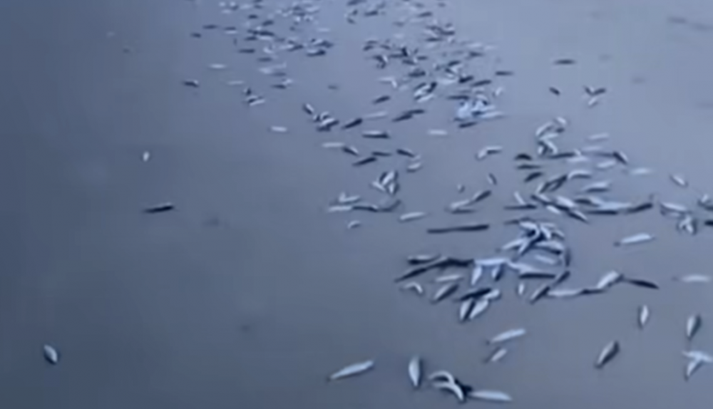 Así ha amanecido la playa del Rinconcillo en Algeciras.