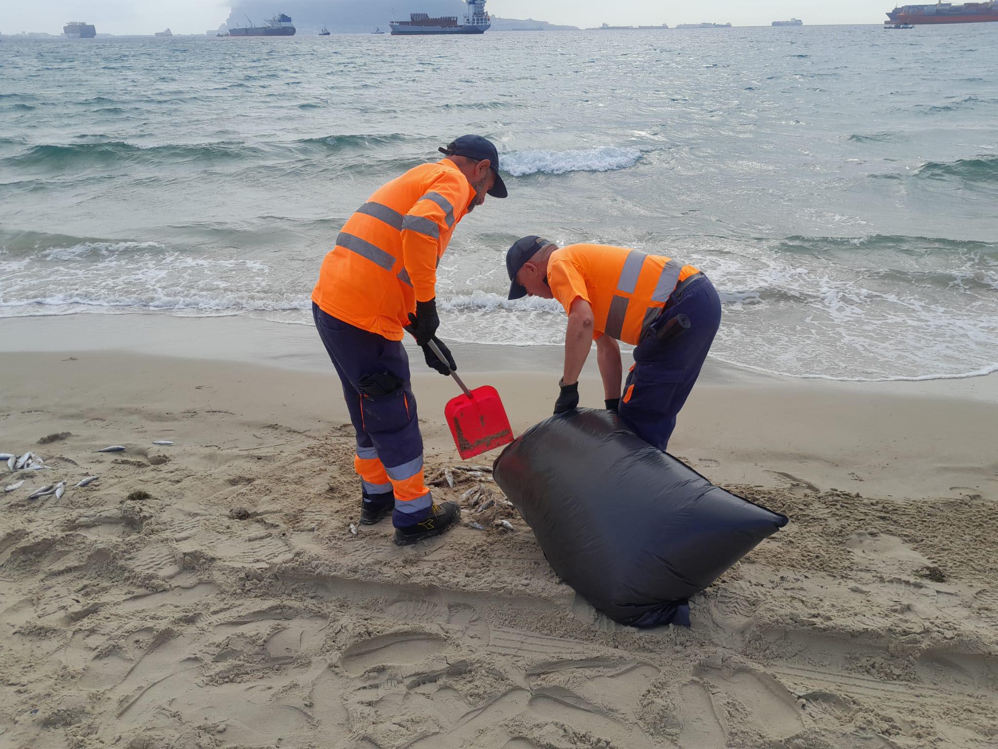 Los técnicos retiran los peces muertos de la playa del Rinconcillo.