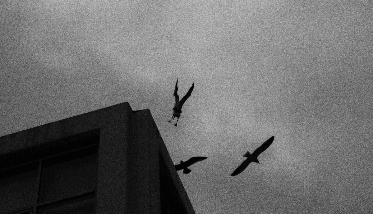 Del Proyecto Obturaciones Patri Díez.01