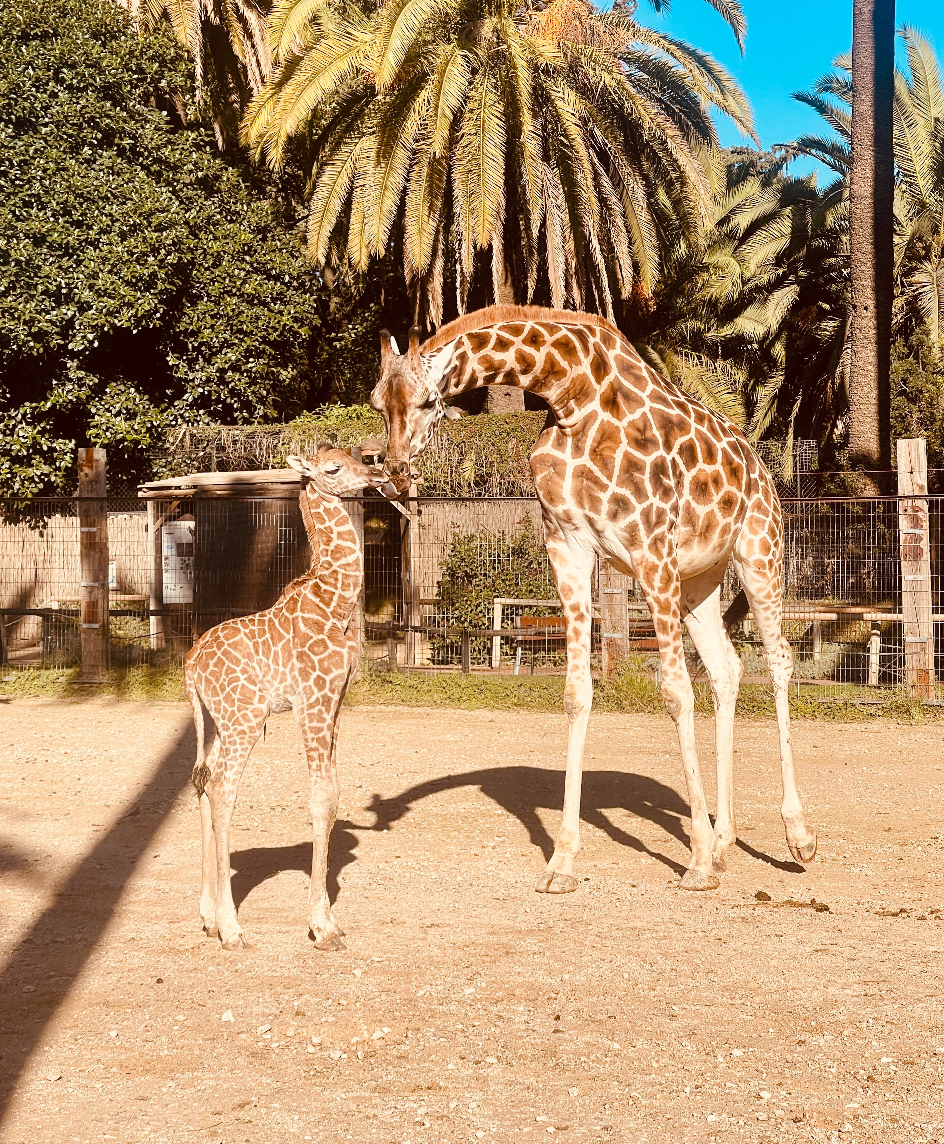 Castilla con una de sus crías en el Zoobotánico.