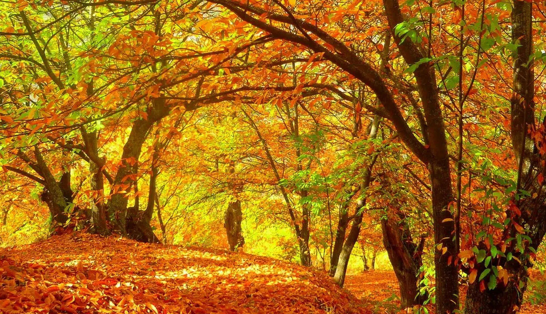 El Bosque de Cobre vive su mejor momento en el otoño. El Bosque de Cobre vive su mejor momento en el otoño.