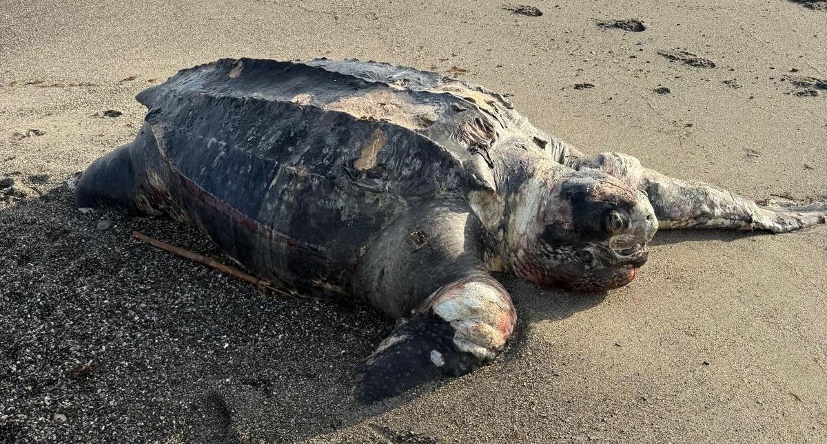La tortuga laúd encontrada en La Línea.