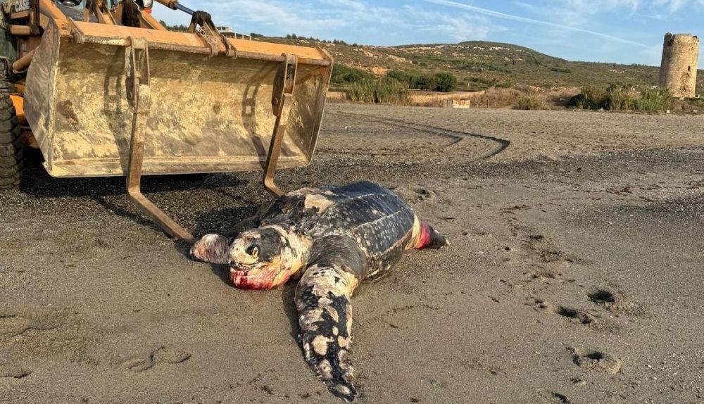 Operarios municipales transportan a la tortuga muerta.