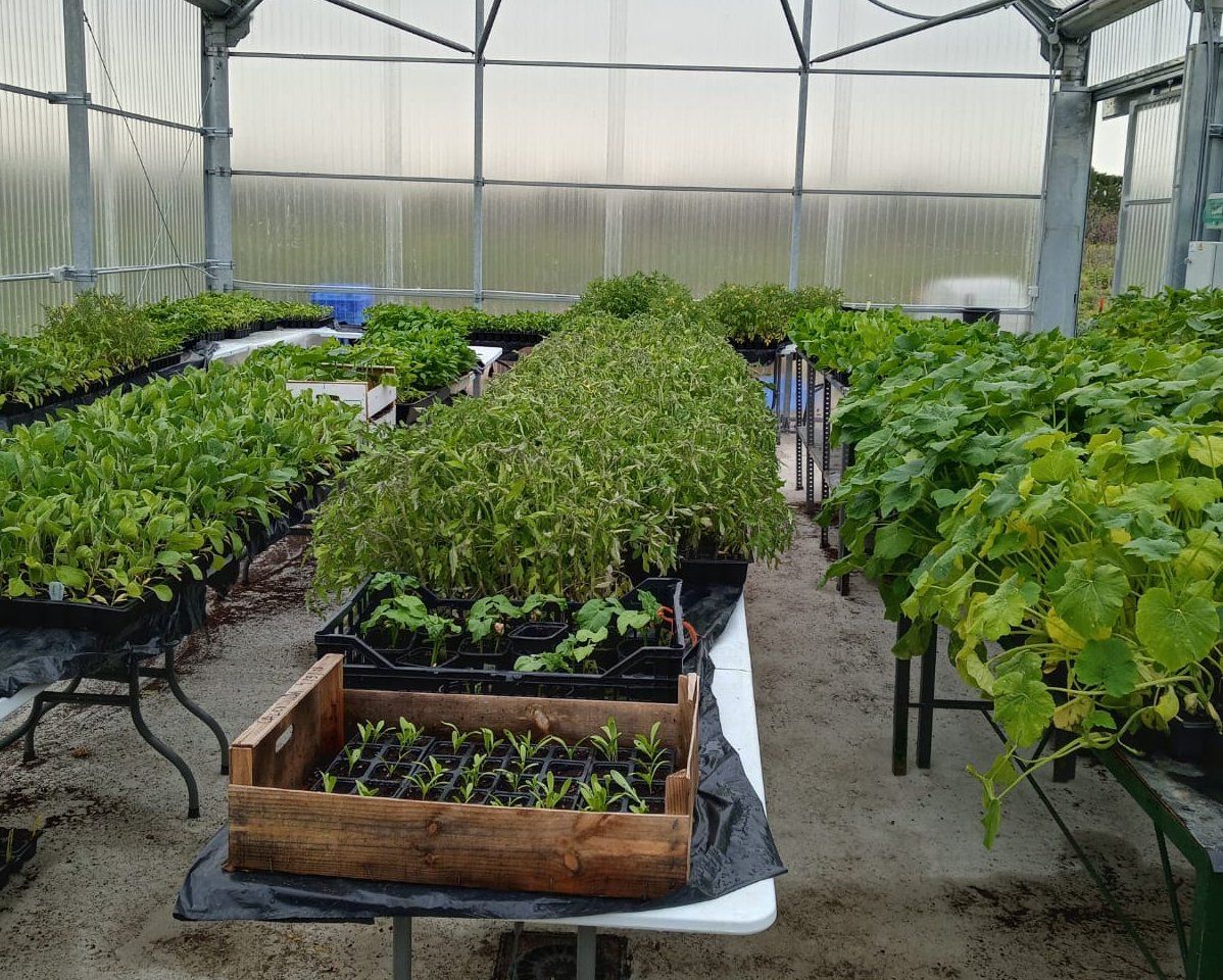 El vivero de la Diputación en Jerez. El vivero de la Diputación en Jerez.