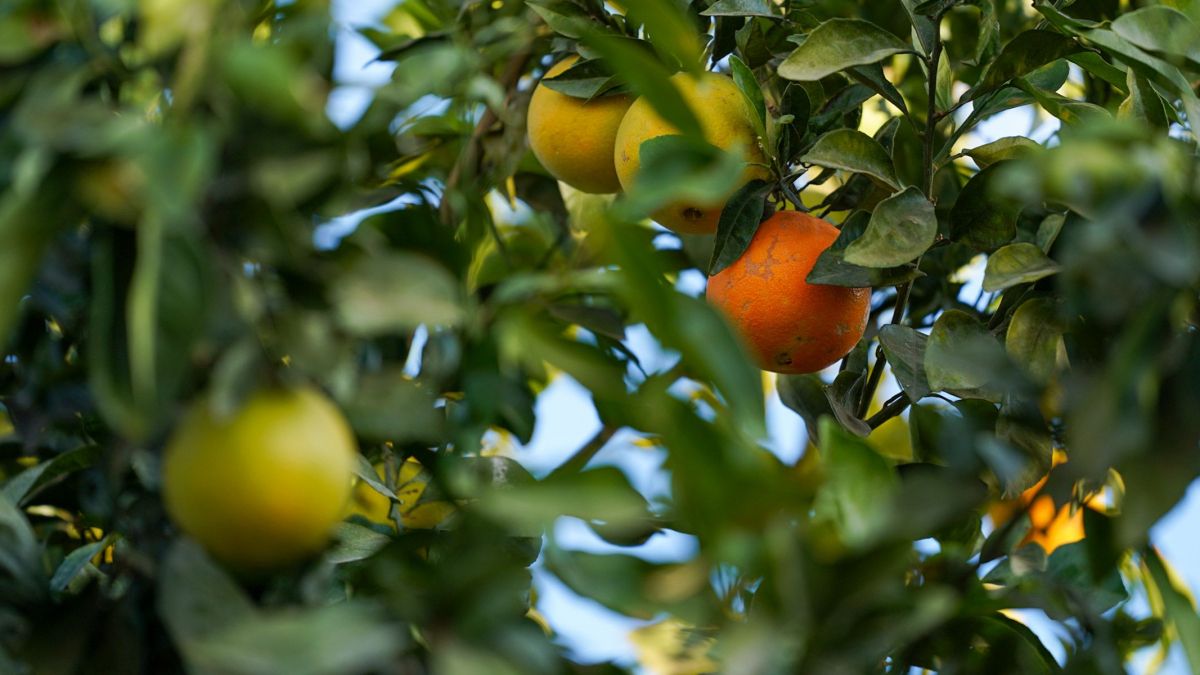 La Voz Del Sur Arboleda Sevilla 08
