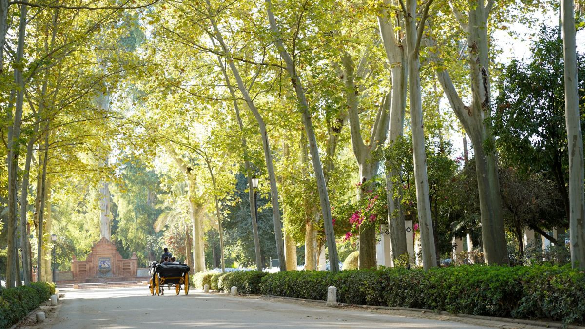 La Voz Del Sur Arboleda Sevilla 21