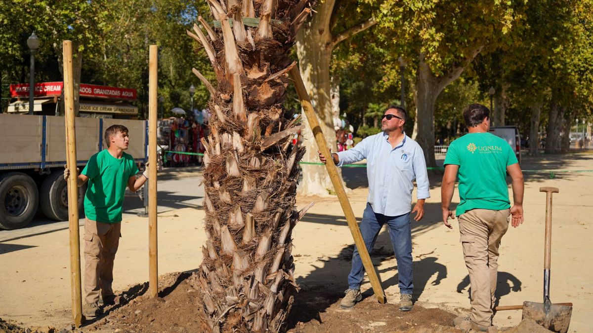 La Voz Del Sur Arboleda Sevilla 01