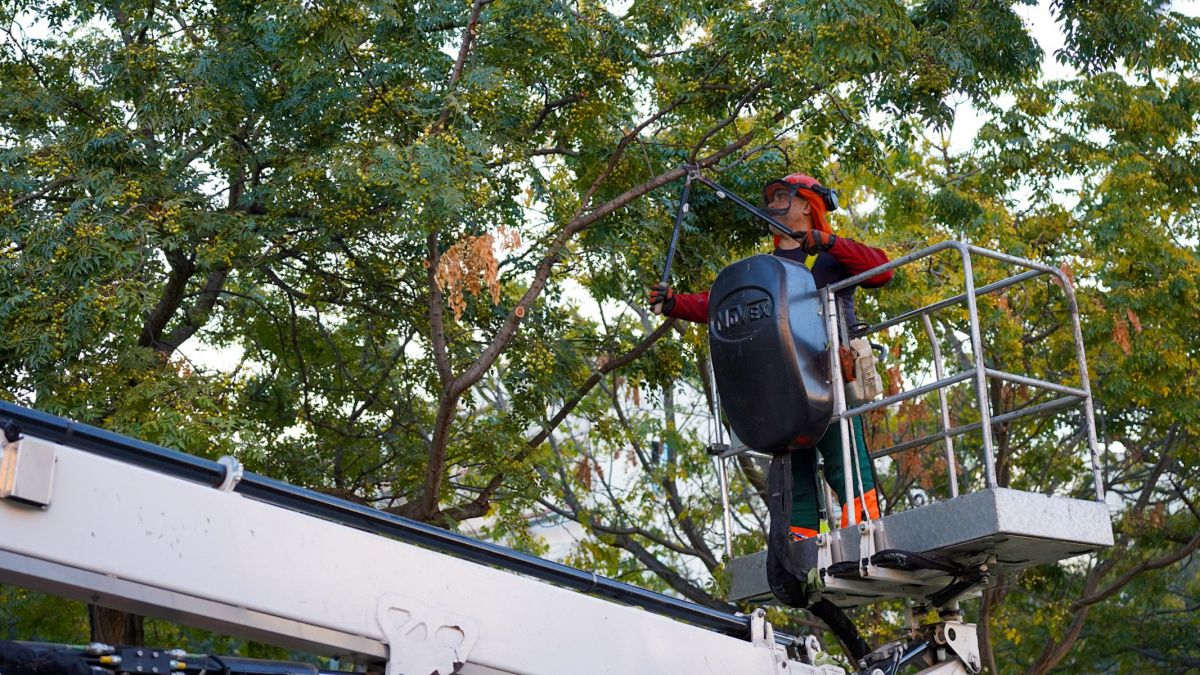 La Voz Del Sur Arboleda Sevilla 16