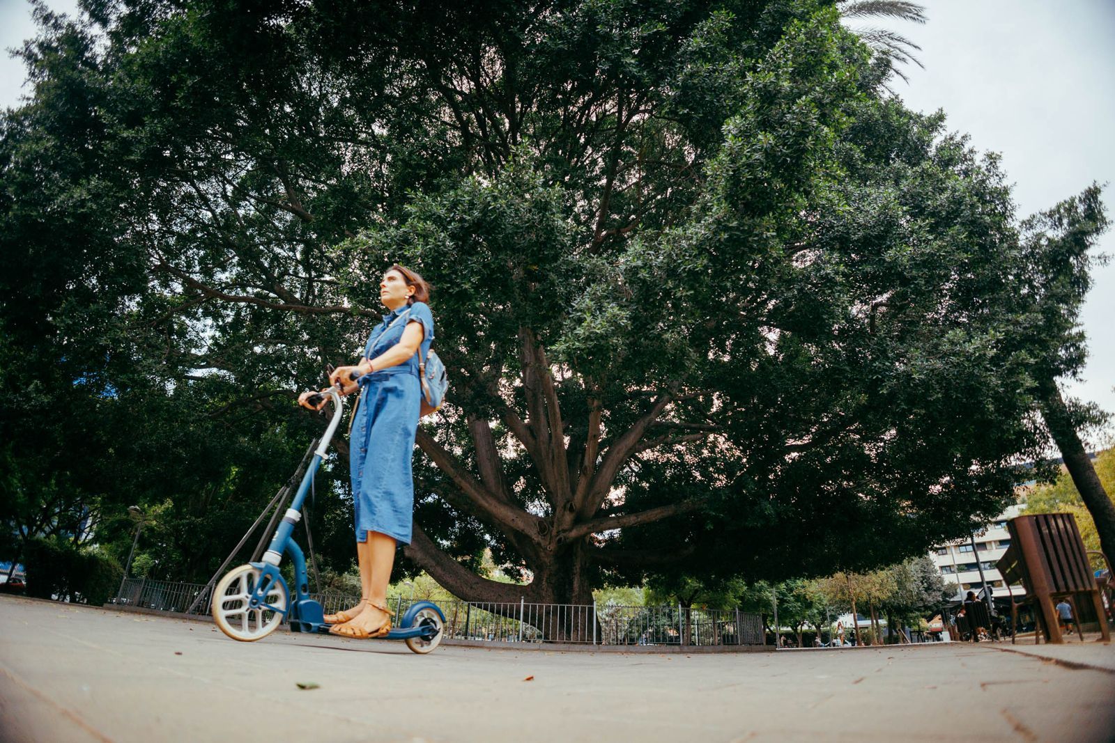 El impresionante ficus del parque Rosario Valpuesta, uno de los árboles más notables de la ciudad, mimado por el Ayuntamiento.