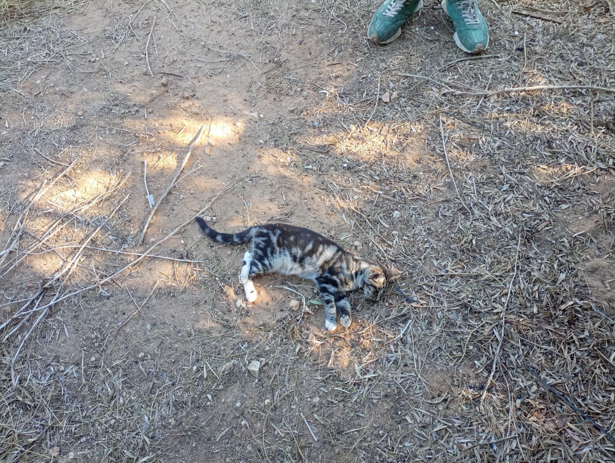 Un gato envenenado en Puerto Sherry.