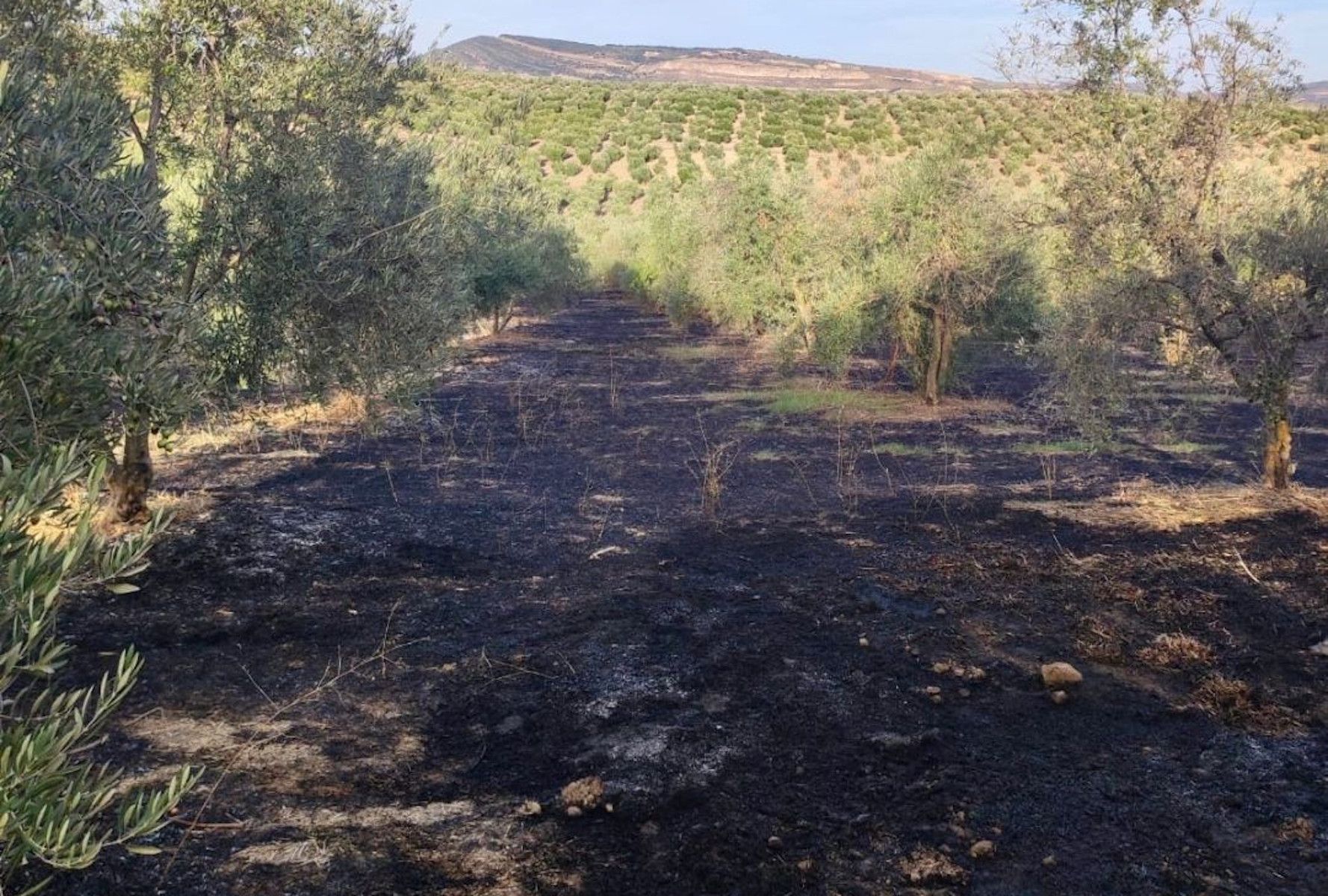 Finca donde se halló el cuerpo del vecino en Torre Alháquime. Finca donde se halló el cuerpo del vecino en Torre Alháquime.