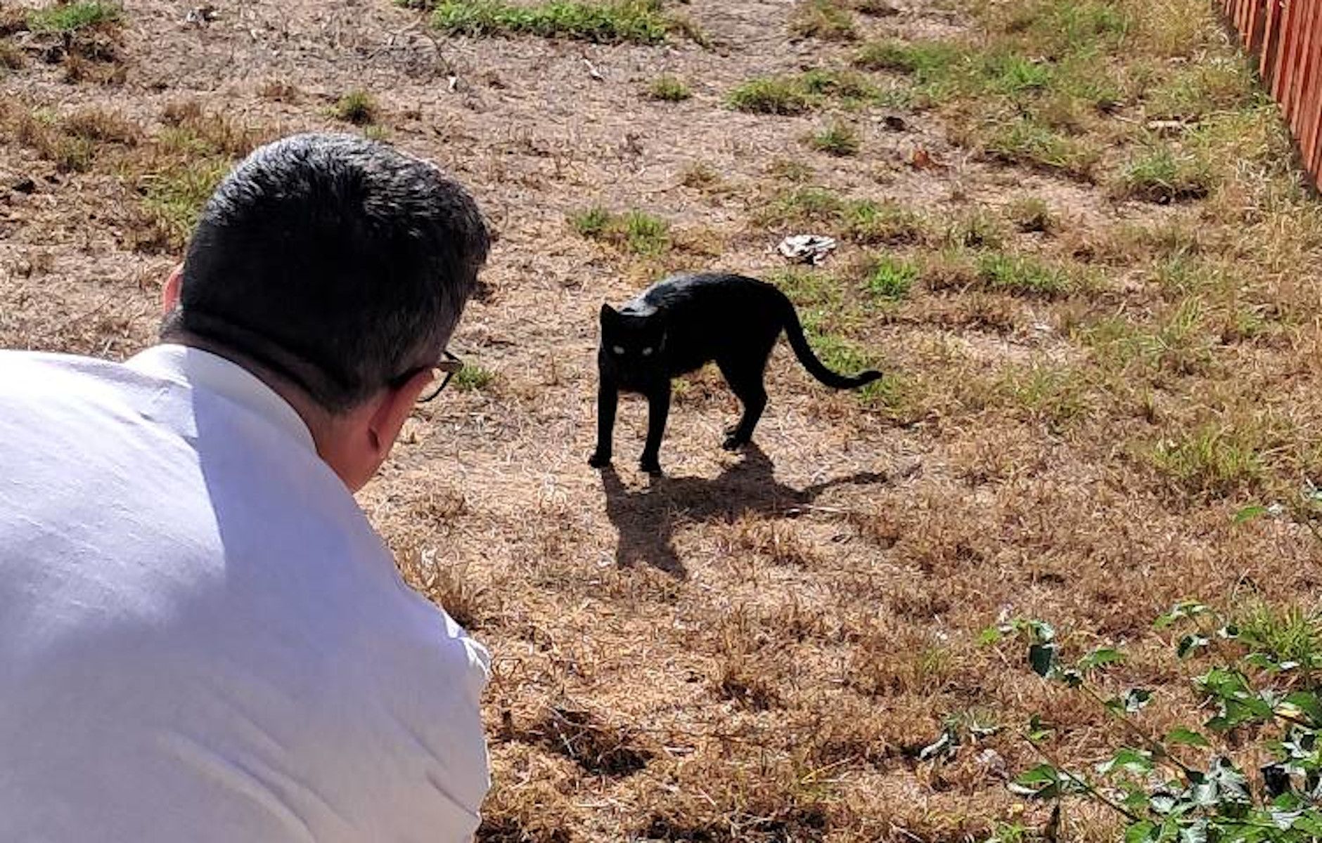 Una colonia de gatos vive en la residencia de mayores Novo Sancti Petri.