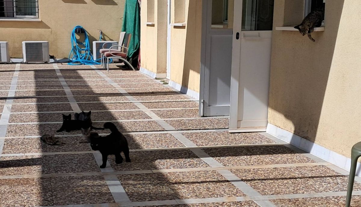 Algunos de los gatos que viven en la residencia.
