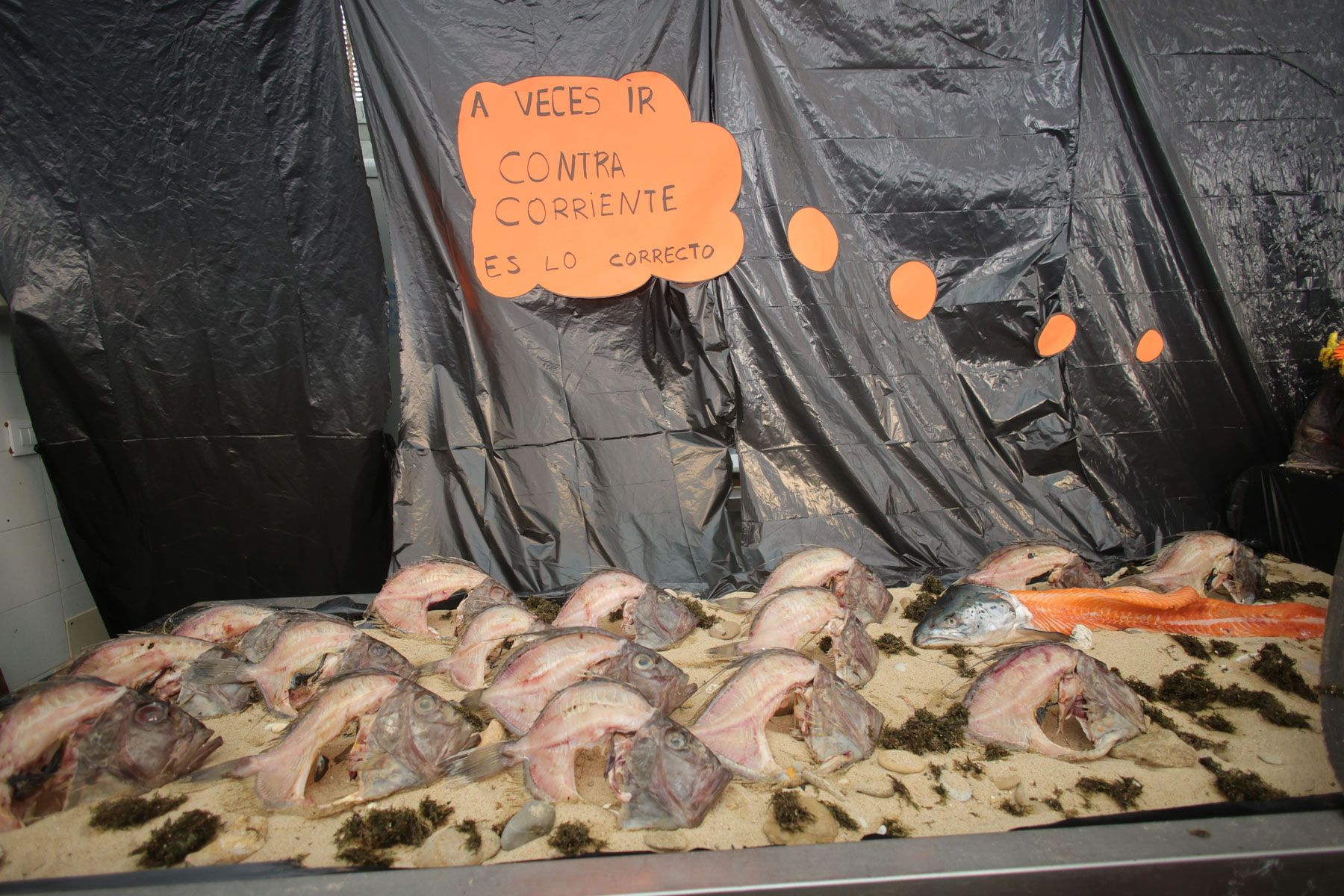 Los Tosantos 2025: Ingenio y tradición en los mercados de Cádiz