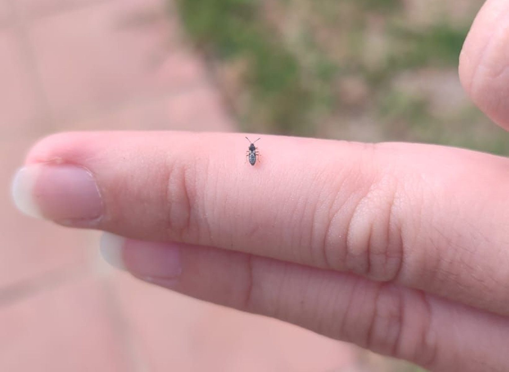 Plaga de Blissus en parcelas de Chiclana.