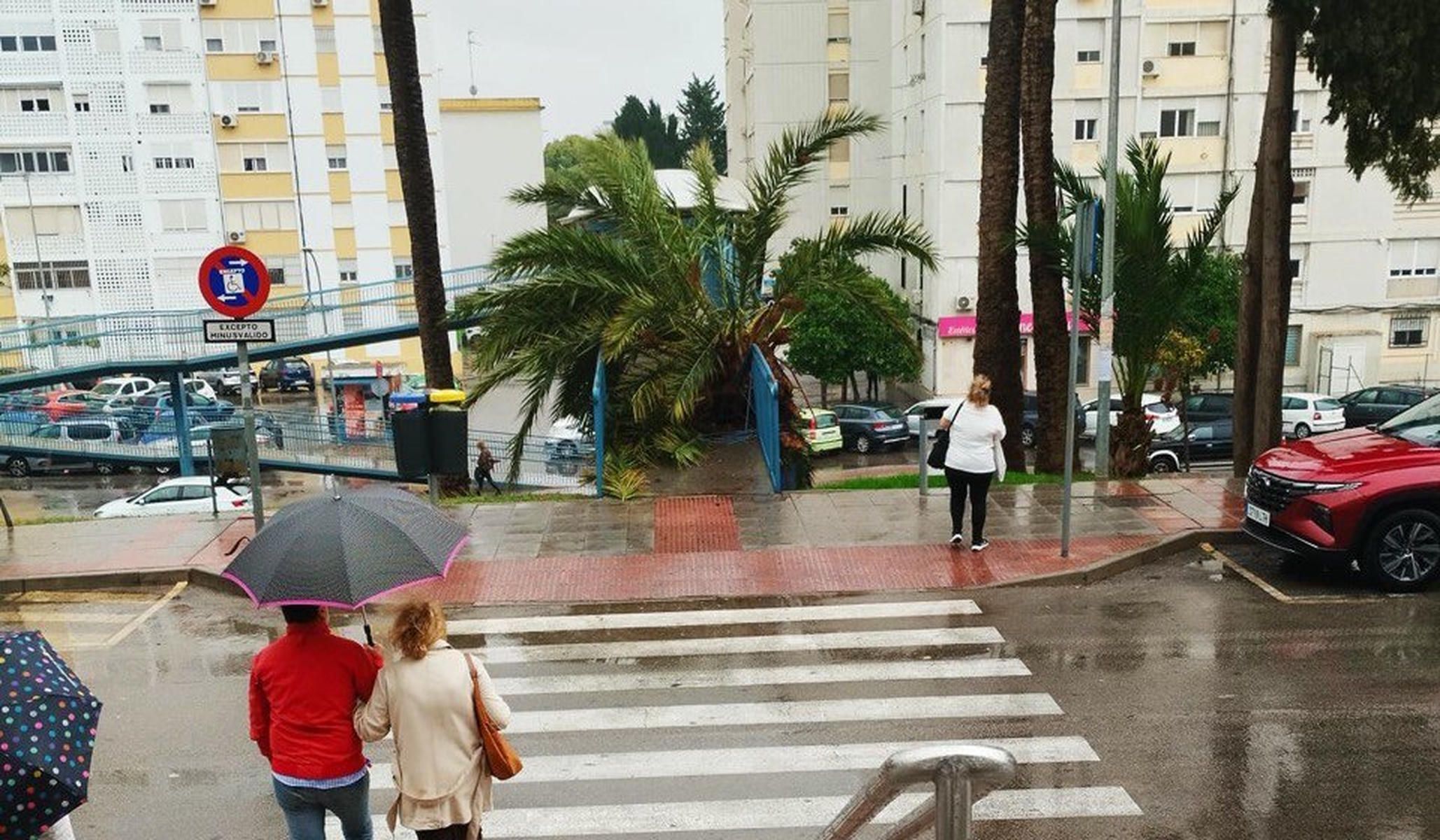 La palmera sobre la pasarela del Hospital.