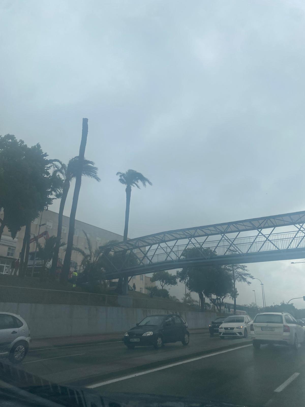 Vista de la palmera sin la copa.