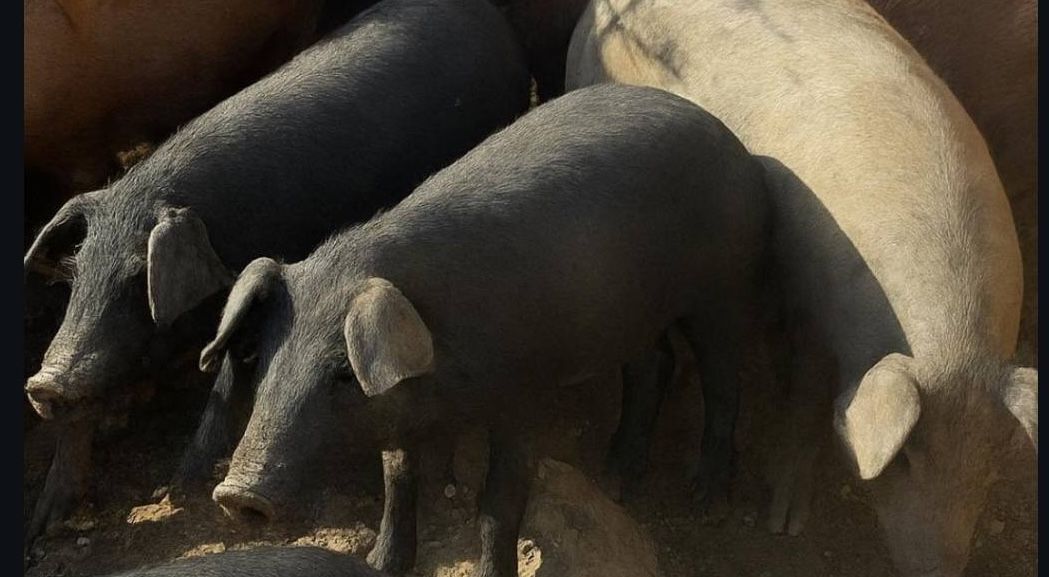 Cerdo de raza ibérica, como los robados en Higuera de la Sierra. Cerdo de raza ibérica, como los robados en Higuera de la Sierra.